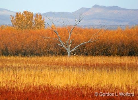 Bosque del Apache_73017.jpg - Photographed in the Bosque del Apache National Wildlife Refuge near San Antonio, New Mexico USA. 